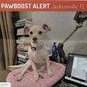 Lost Dog: Ella